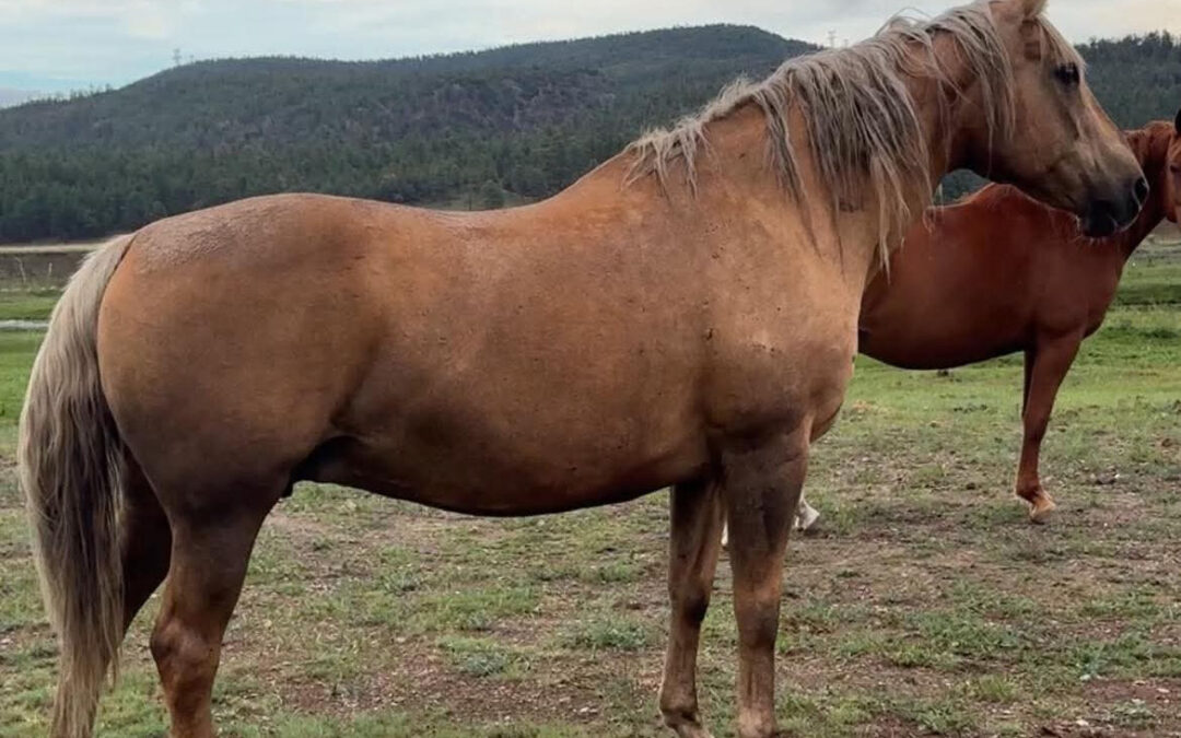 Kennebec Jan’s Gold