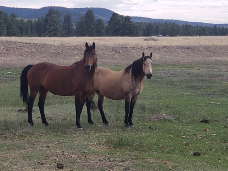 Triple S Lotta Bucks