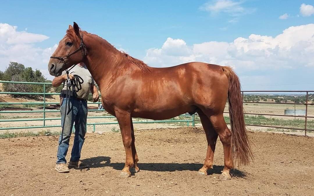 Bucksnort’s Windjammer 2025